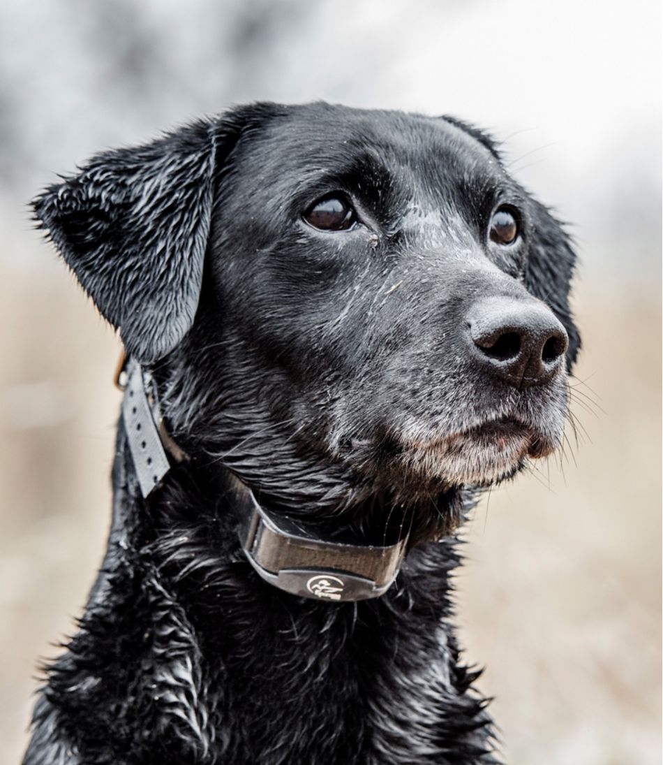 L.L.BeanSportDOG Yard Trainer 300