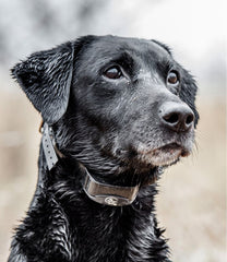 L.L.BeanSportDOG Yard Trainer 300